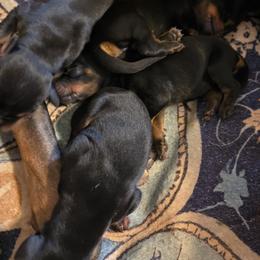 Girl 1 - Black and rust female Doberman Pinscher puppy in Vale, North Carolina from Von Katzenstein Kennel