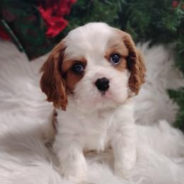 Benny - Blenheim male Cavalier King Charles Spaniel puppy in Sabetha, Kansas from Apple Blossom Cavaliers