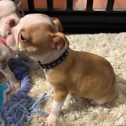 Fawn Male, black collar - Black and white male Boston Terrier puppy in Mc Donough, Georgia from Ballard Boston Terriers