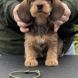 Dachshund Puppies from Passport Dachshunds