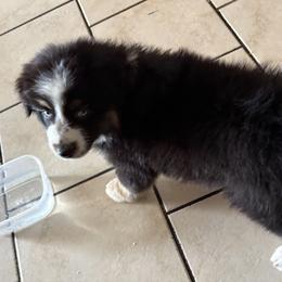 Oreo - Black tri-color female Australian Shepherd puppy in Fontana, California from J.O Family Aussies