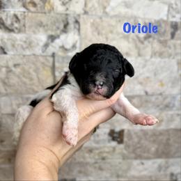 Oriole - Black and white male Bernedoodle puppy in Midland, Michigan from Northern Charm Farm