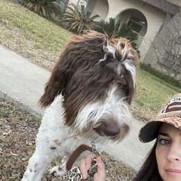 Lulu - Aussiedoodle