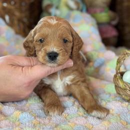 Valor - Red  male Goldendoodle puppy in Wharton, Texas from Little Fur Friends