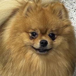 Carter - Pomeranian