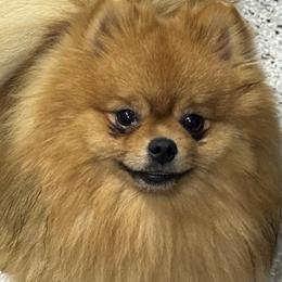 Carter - Pomeranian