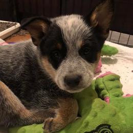 Australian Cattle Dog Puppies from DoReMi ACDs