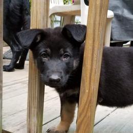German Shepherd Puppies from Levesques German Shepherds