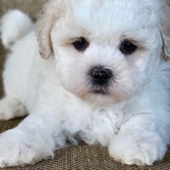 Wayne - Cream male Shichon puppy in Limestone, Tennessee from Pilot Hill Teddy Bear Puppies