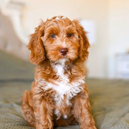 Oliver - Red  male Goldendoodle puppy in Tucson, Arizona from Sun Valley Goldendoodles