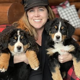 Bernese Mountain Dog Puppies from Lonesome Pine Farm
