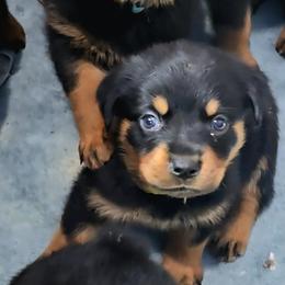 Border Collie and Rottweiler Puppies from K&R RANCH KENNELS