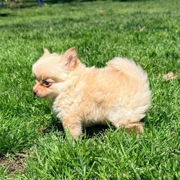 Cortland Pomchi (tiny) - Blue fawn male Chihuahua puppy in Seneca, Missouri from Stephanie’s Puppy Colony