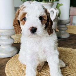 Star - Blenheim female Cavapoo puppy in Aiken, South Carolina from Cavapoos of the Carolinas