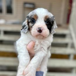 Suede - Merle male Cavapoo puppy in Midland, Michigan from Northern Charm Farm