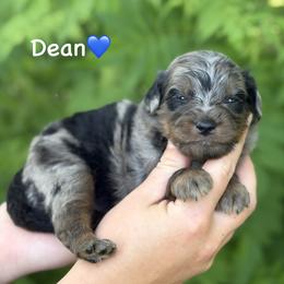 Dean - Blue merle male Aussiedoodle puppy in Lancaster, Minnesota from Finney Ranch