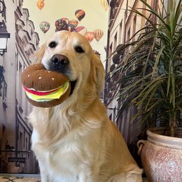 Goldendoodle, Golden Retriever, and Poodle Puppies from Farmstead 51