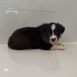 Crunch - Black tri male Miniature Australian Shepherd puppy in Baker, Florida from East to Western Aussies