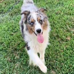 Aussiedoodles, Australian Shepherds, and Poodles from C&S Kennels