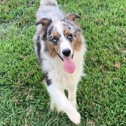 Aussiedoodles, Australian Shepherds, and Poodles from C&S Kennels