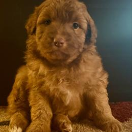 Capi - Cream female Aussiedoodle puppy in Sheridan, Arkansas from Runnin’ Wild Ranch Aussies