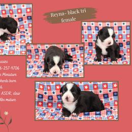 Reyna - Black tri female Miniature Australian Shepherd puppy in Asheboro, North Carolina from Stellar Aussies