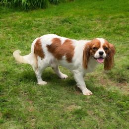 Pumpkinspice - Cavalier King Charles Spaniel