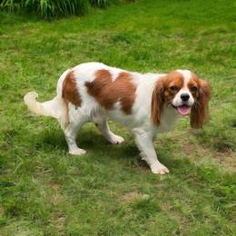 Pumpkinspice - Cavalier King Charles Spaniel
