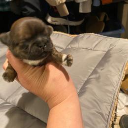 Dexter - Brindle male Shih Tzu puppy in Coalinga, California from Precious Paws Shih tzus