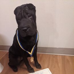 Chinese Shar-Pei All Grown Up from Eihpos Shar-Pei