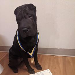 Chinese Shar-Pei All Grown Up from Eihpos Shar-Pei