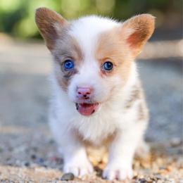 Sausage - Sable male Pembroke Welsh Corgi puppy in Star City, Arkansas from Say When Corgi Co.