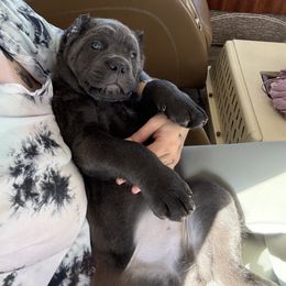 Cane Corso Puppies from Black Magic Cane Corso