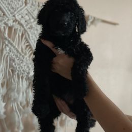 Girl 2 - Poodle puppy in Florida from Reignbow Poodles