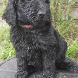 Poodles from Rocking M Standard Poodles