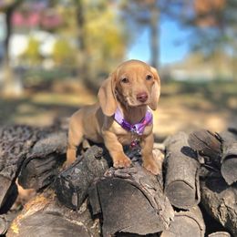 AKC Meet Gabby :) - Cream female Dachshund puppy in Centerville, Iowa from Barnyard Dachshunds, Dals & Doodles