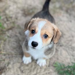 Arcadia - Red and white male American Corgi puppy in Hope, Arkansas from Foxy Knoll Farm