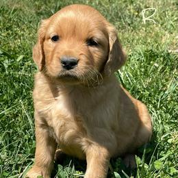 Silver Runt - Dark golden male Golden Retriever puppy in Mount Carmel, Tennessee from HS Goldens