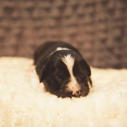 German Shepherd and Miniature American Shepherd Puppies from Sonnenhügel Shepherds