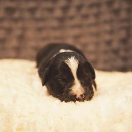 German Shepherd and Miniature American Shepherd Puppies from Sonnenhügel Shepherds