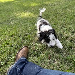 Aussiedoodle, Miniature Australian Shepherd, Poodle, and Toy Australian Shepherd Puppies from Mowry Creek Mini Aussiedoodles and More
