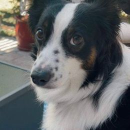 Miniature Australian Shepherds from Wild West Aussies