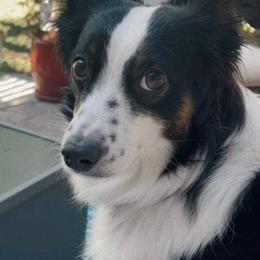 Miniature Australian Shepherds from Wild West Aussies