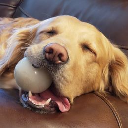 Goldendoodles and Golden Retrievers from Western States Golden Retrievers and Goldendoodles