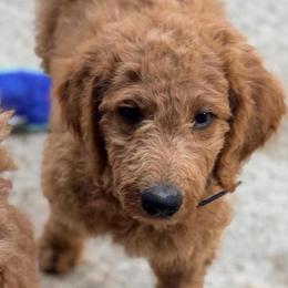 Onyx - Black collar - Red  male Goldendoodle puppy in Puyallup, Washington from Dawnie’s Doodles