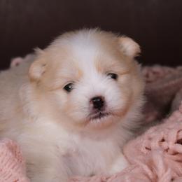 AKC Olive - Cream female Pomeranian puppy in Albany, Indiana from Hatz Off Puppies
