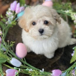Abu - Cream male Maltipoo puppy in Bellingham, Washington from My Sweet Poodles and Doodles