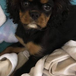 Cavalier King Charles Spaniels and Golden Retrievers from Cuddle Up Pups WI