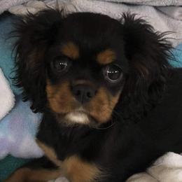 Cavalier King Charles Spaniels and Golden Retrievers from Cuddle Up Pups WI
