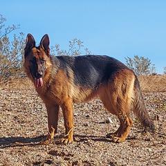 Raina - German Shepherd